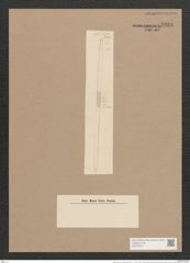 Synedra ulna var. subaequalis (Grun.) V. H. (de-Toni-Nr.: Genus 66, Species 2584) Zeichnungen Sammlung Grunow Nr. 5238 (NHMW-BOT-W0373610)